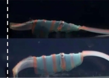 tiny robot can walk through the body to remove blood clots 124938