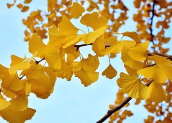 tips to help the bitter gourd live over 1 000 years 126712