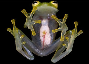 tips to make your glass frog body transparent 124904