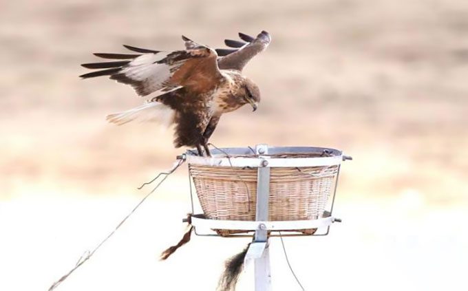 Raptors often choose nesting sites at higher locations such as power poles.