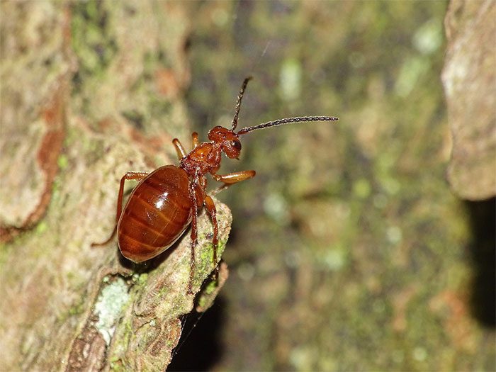Apple Gall Wasp on Oak Leaves