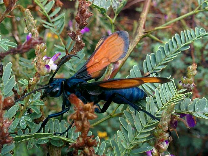 Tarantula Hawk Wasp
