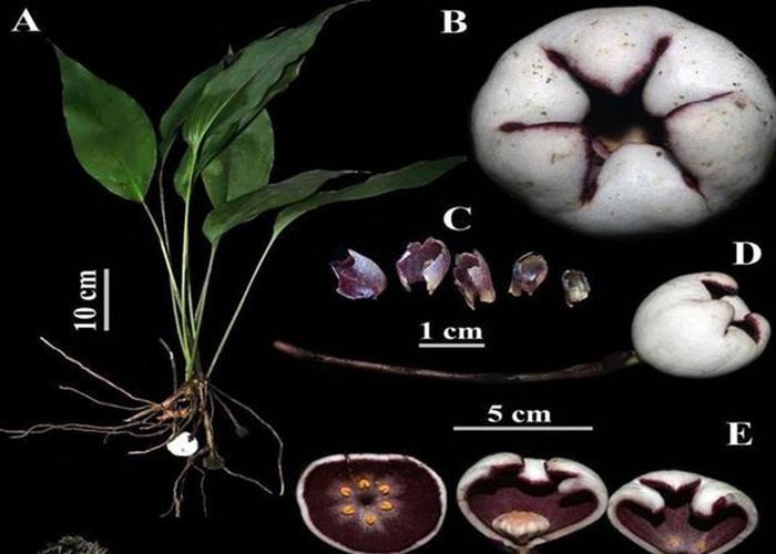 Phong Dien Stone Garlic