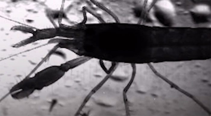 The claw snap of the snapping shrimp.