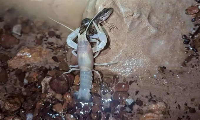 Frog becomes prey to crayfish after heavy rain.