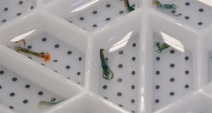 Breeding lobsters on land.