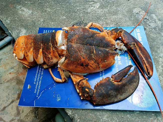 The lobster shell has red and black algae growth.