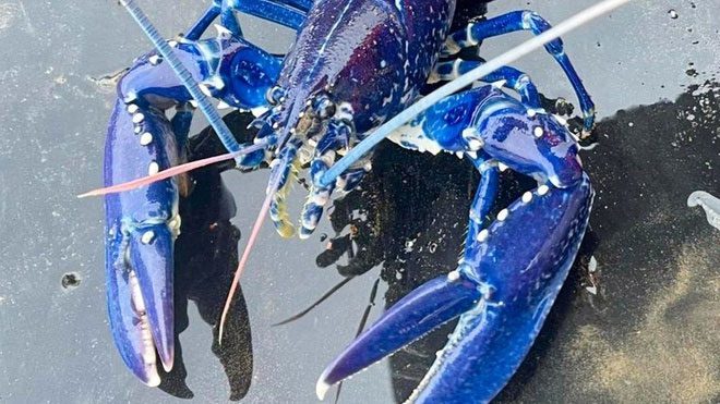 Close-up of the super rare blue lobster.