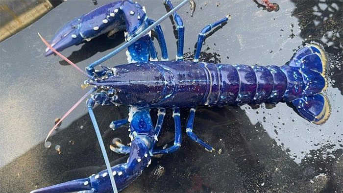 The blue lobster caught by Stuart Brown, a 28-year-old fisherman.