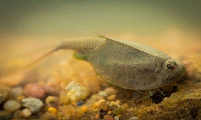 Tadpole shrimp swimming in a pond.
