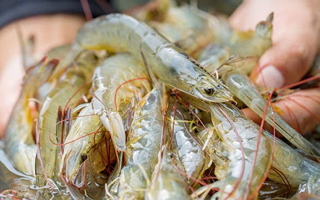 Shrimp exports in Vietnam account for a large share due to the country's rich seafood resources.