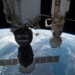 tomorrow nga special rescue 3 astronauts nasa roscosmos 125958
