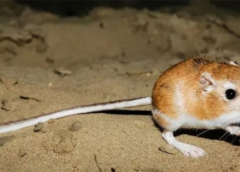 top 10 ways to keep animals alive in dangerous environments 124847