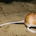 top 10 ways to keep animals alive in dangerous environments 124847