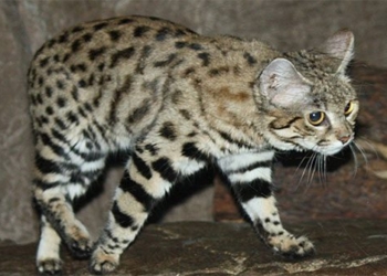 top 11 rarest cat breeds in the world 125469