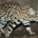 top 11 rarest cat breeds in the world 125469