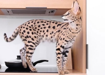 top 18 most expensive cat breeds in the world 125373