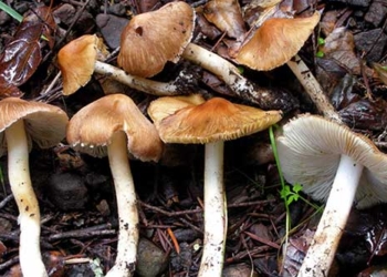 top 4 unique rare male types commonly found in vietnam 126025