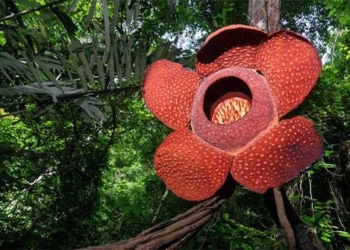 top 5 strange flowers that hold the world natural records 125047