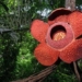 top 5 strange flowers that hold the world natural records 125047