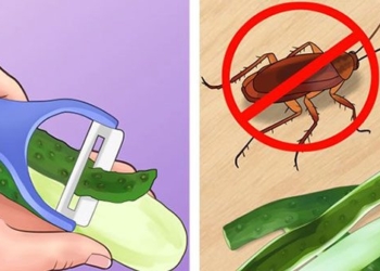 top 6 ways to kill insects without using chemicals 126665