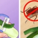 top 6 ways to kill insects without using chemicals 126665