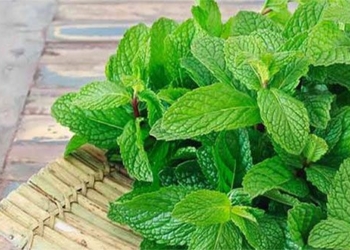 top 8 types of plants that can help balance humidity in the house 125813