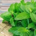 top 8 types of plants that can help balance humidity in the house 125813