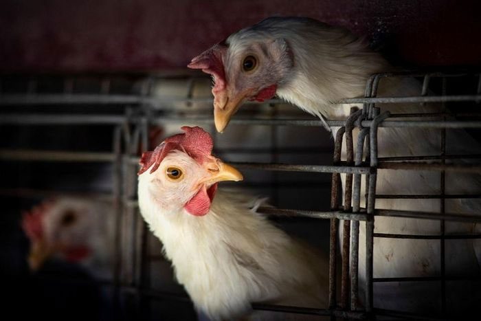 More than 17 million birds have been culled in Japan due to the current avian flu outbreak.