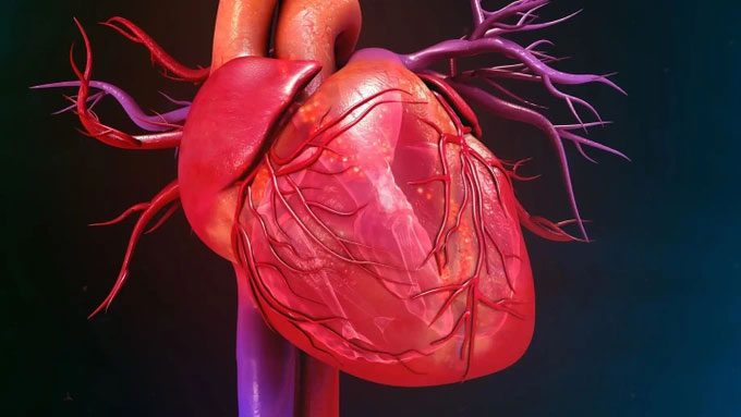 Scientists using 3D printing technology to recreate the functional cores of the human heart.
