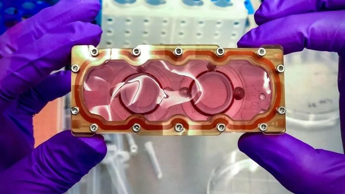 Human heart tissue models will be sent to the International Space Station.