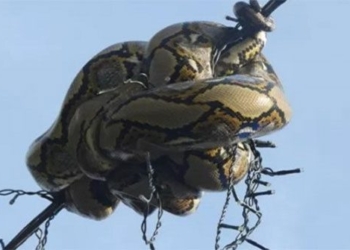 tran gam dai 3m caught on the wire cannot escape 125255