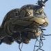 tran gam dai 3m caught on the wire cannot escape 125255