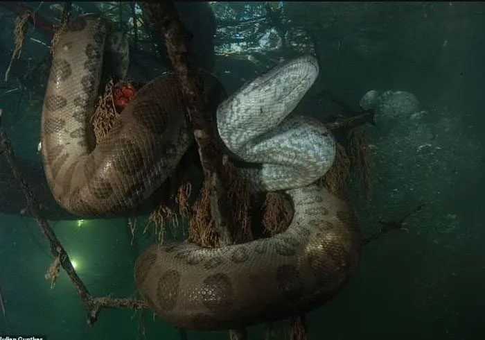 The wetlands of South America are home to many giant snakes.