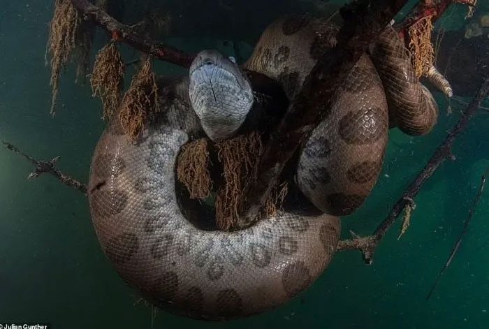 The snake coiled underwater.