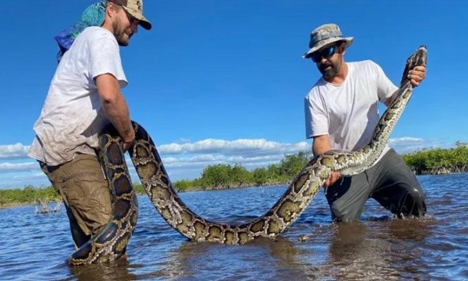 Biologists capture a female python in southwest Florida after tracking a male python.