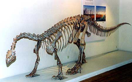 Triassic dinosaur skeleton