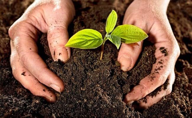 Planting Trees