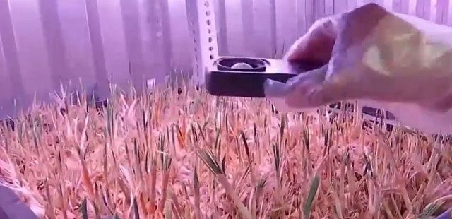 Saffron stigmas grown in a container.
