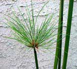 Water Bamboo