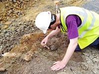 Archaeologist analyzing elephant tusk.