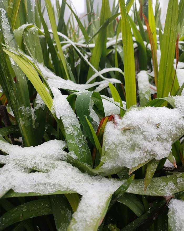 Flower and ornamental trees at the summit are covered with a thick layer of snow.