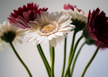 types of flowers that can cause allergies you should know 126235