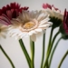 types of flowers that can cause allergies you should know 126235