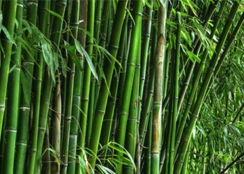 types of leaves as symbols of vietnamese culture with medicinal properties extremely effective against weather changes 125797