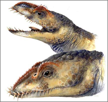 Description of the head and neck of an adult Umoonasaurus (top) and a juvenile (bottom).