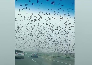 unexpected appearance of giant dan bird flying on highway 125787