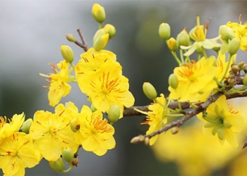 unexpected drug from peach blossom plum blossom 125254