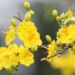 unexpected drug from peach blossom plum blossom 125254