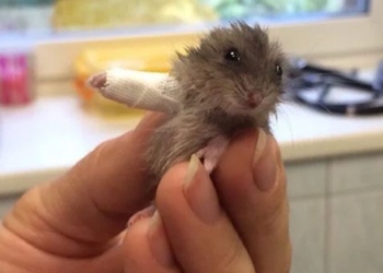 unexpected images of animals when they have to be removed 126232